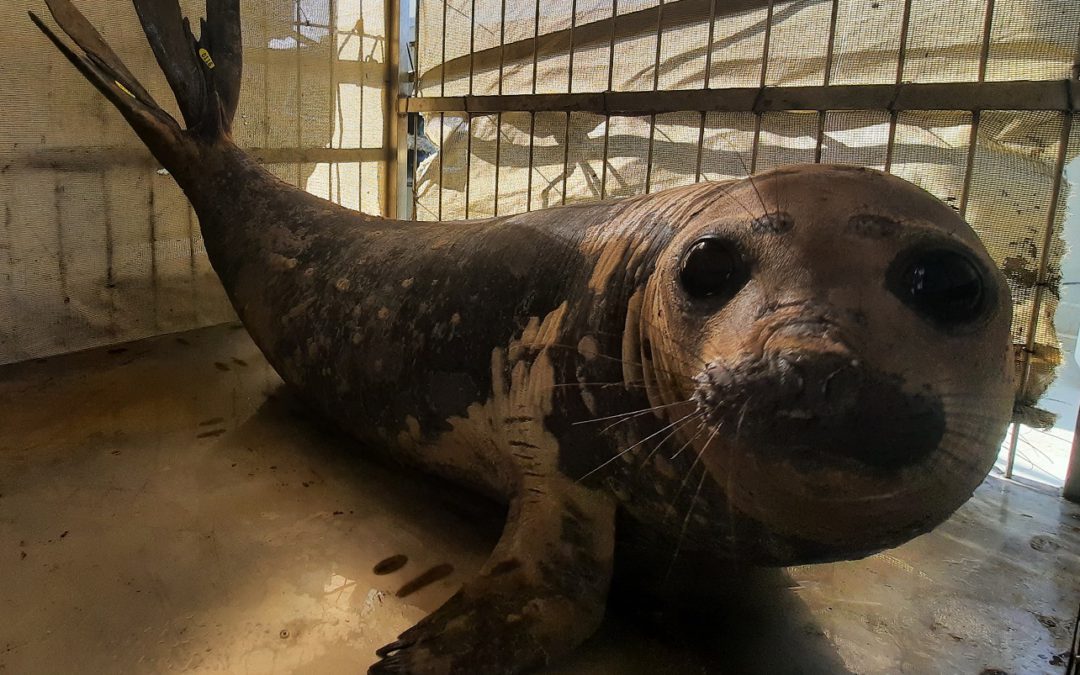 Successful Release Operation for Rescued Elephant Seal
